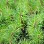 Best-Selling 25 MUGO PINE Dwarf Evergreen Pinus Pumilio Shrub Seeds