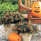 Premium 25 JERUSALEM CHERRY Madeira Winter Solanum Pseudocapsicum Flower Seeds