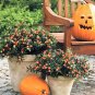 Premium 25 JERUSALEM CHERRY Madeira Winter Solanum Pseudocapsicum Flower Seeds