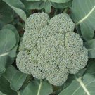 Exclusive 1000 WALTHAM 29 BROCCOLI Brassica Oleracea Vegetable Seeds Exclusive 1000 WALTHAM 29 BROCCOLI Brassica Oleracea Vegetable Seeds