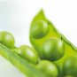 Top-Quality 50 Oregon SUGAR POD II Pea Pisum Sativum Macrocarpon Vegetable Seeds