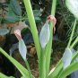 Exclusive 15 Lacy TREE PHILODENDRON Split Leaf Cut-leaf Selloum House Plant Seeds