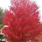 Top-Quality 25 SIBERIAN MAPLE TREE Acer Ginnala Seeds - Red Fall Foliage Top-Quality 25 SIBERIAN MAPLE TREE Acer Ginnala Seeds - Red Fall Foliage