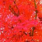 Top-Quality 25 SIBERIAN MAPLE TREE Acer Ginnala Seeds - Red Fall Foliage