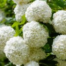 Best-Selling 30 EUROPEAN CRANBERRY SNOWBALL Tree Guelder Rose Viburnum Opulus Red Fruit Seeds Best-Selling 30 EUROPEAN CRANBERRY SNOWBALL Tree Guelder Rose Viburnum Opulus Red Fruit Seeds