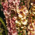 Exclusive 100 MIXED COLORS VERBASCUM Verbascum Phoeniceum Flower Seeds