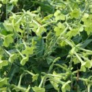 Top-Quality 100 LIME GREEN NICOTIANA Alata Flowering Tobacco Seeds Top-Quality 100 LIME GREEN NICOTIANA Alata Flowering Tobacco Seeds
