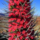 Top-Quality 25 TOWER OF JEWELS Red Bugloss Echium Wildpretii Ruby Hummingbird Flower Seeds Top-Quality 25 TOWER OF JEWELS Red Bugloss Echium Wildpretii Ruby Hummingbird Flower Seeds