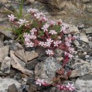 Exclusive 50 SEASTAR / WIDOWS Cross SEDUM Sea Star Stonecrop Sedum Pulchellum Flower Seeds Exclusive 50 SEASTAR / WIDOWS Cross SEDUM Sea Star Stonecrop Sedum Pulchellum Flower Seeds