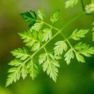 Limited Edition 150 GARDEN CHERVIL (Gourmet Parsley) Anthriscus Cerefolium Herb Flower Seeds Limited Edition 150 GARDEN CHERVIL (Gourmet Parsley) Anthriscus Cerefolium Herb Flower Seeds