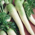 Exclusive 300 LUNAR WHITE CARROT Daucus Carota Vegetable Seeds Exclusive 300 LUNAR WHITE CARROT Daucus Carota Vegetable Seeds