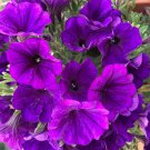 Limited Edition 100 PURPLE PETUNIA Hybrida Pollinator Garden Container Flower Seeds Limited Edition 100 PURPLE PETUNIA Hybrida Pollinator Garden Container Flower Seeds