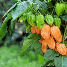 Top-Quality 50 Hot ORANGE HABANERO PEPPER Capsicum Chinense Vegetable Seeds Top-Quality 50 Hot ORANGE HABANERO PEPPER Capsicum Chinense Vegetable Seeds