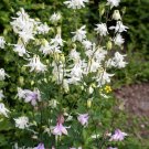 Top-Quality 25 CRYSTAL STAR White COLUMBINE Aquilegia Caerulea Flower Seeds Top-Quality 25 CRYSTAL STAR White COLUMBINE Aquilegia Caerulea Flower Seeds