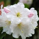 Best-Selling 50 FORTUNE RHODODENDRON Fortunei Shrub Rose Pink Mauve White Flower Seeds Best-Selling 50 FORTUNE RHODODENDRON Fortunei Shrub Rose Pink Mauve White Flower Seeds
