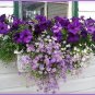 New Arrival 200 Mixed Colors SWAN RIVER DAISY Brachyscome Iberidifolia Flower Seeds