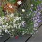 New Arrival 200 Mixed Colors SWAN RIVER DAISY Brachyscome Iberidifolia Flower Seeds