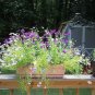 New Arrival 200 Mixed Colors SWAN RIVER DAISY Brachyscome Iberidifolia Flower Seeds