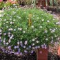 New Arrival 200 Mixed Colors SWAN RIVER DAISY Brachyscome Iberidifolia Flower Seeds