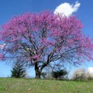 New Arrival 20 Eastern REDBUD TREE Cercis Canadensis Pink Flowering Native Tree Seeds New Arrival 20 Eastern REDBUD TREE Cercis Canadensis Pink Flowering Native Tree Seeds