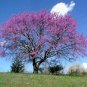 New Arrival 20 Eastern REDBUD TREE Cercis Canadensis Pink Flowering Native Tree Seeds