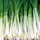 Exclusive 300 Evergreen NEBUKA BUNCHING ONION Japanese Allium Fistulosum Vegetable Seeds