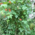 New Arrival 50 KENTUCKY WONDER Pole BEAN Phaseolus Vulgaris Vegetable Seeds