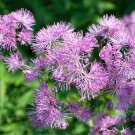 Best-Selling 5 COLUMBINE MEADOW RUE Thalictrum Aquilegifolium Purple Pink Flower Seeds Best-Selling 5 COLUMBINE MEADOW RUE Thalictrum Aquilegifolium Purple Pink Flower Seeds