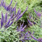 Exclusive 100 Purple LEAD PLANT Amorpha Canescens Wild Tea Downy Indigo Native Flower Seed Exclusive 100 Purple LEAD PLANT Amorpha Canescens Wild Tea Downy Indigo Native Flower Seed