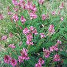 New Arrival 50 PINK SAINFOIN Onobrychis Viciifolia Holy Clover Legume Ground Cover Seeds New Arrival 50 PINK SAINFOIN Onobrychis Viciifolia Holy Clover Legume Ground Cover Seeds