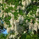 Premium 25 Flowering BLACK LOCUST TREE Yellow False Acacia Robinia Psuedoacacia Seeds