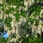 Premium 25 Flowering BLACK LOCUST TREE Yellow False Acacia Robinia Psuedoacacia Seeds