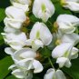 Premium 25 Flowering BLACK LOCUST TREE Yellow False Acacia Robinia Psuedoacacia Seeds