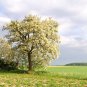 Premium 25 Flowering BLACK LOCUST TREE Yellow False Acacia Robinia Psuedoacacia Seeds