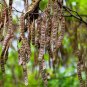 Premium 25 Flowering BLACK LOCUST TREE Yellow False Acacia Robinia Psuedoacacia Seeds