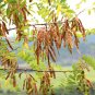 Premium 25 Flowering BLACK LOCUST TREE Yellow False Acacia Robinia Psuedoacacia Seeds