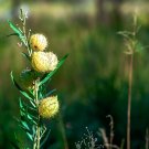 New Arrival 10 SWAN MILKWEED Hairy Balls Butterfly Weed Asclepias Gomphocarpus Fruticosus Mo New Arrival 10 SWAN MILKWEED Hairy Balls Butterfly Weed Asclepias Gomphocarpus Fruticosus Mo