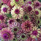 New Arrival 20 Organic QUEENY LIME MIX ZINNIA Elegans Mixed Colors Queen Flower Seeds New Arrival 20 Organic QUEENY LIME MIX ZINNIA Elegans Mixed Colors Queen Flower Seeds