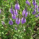 Exclusive 500 Purple HOARY VERVAIN Verbena Stricta Flower Seeds