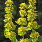 Best-Selling 30 GREAT YELLOW GENTIAN Gentiana Lutea Herb Flower Seeds Best-Selling 30 GREAT YELLOW GENTIAN Gentiana Lutea Herb Flower Seeds