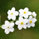 Best-Selling 100 Victoria WHITE FORGET Me NOT Myosotis Alpestris Shade or Sun Flower Seeds Best-Selling 100 Victoria WHITE FORGET Me NOT Myosotis Alpestris Shade or Sun Flower Seeds