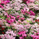 Premium 500 MIXED Colors SWEET WILLIAM Dianthus Barbatus Red Pink Bicolor Flower Seeds