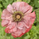 New Arrival 1000 Mixed Colors DOUBLE SHIRLEY POPPY Papaver Rhoeas Flower Seeds