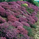 Exclusive 400 RAINBOW ROCKCRESS Rock Cress Large Flowered Aubrieta Cultorum Flower Seeds Exclusive 400 RAINBOW ROCKCRESS Rock Cress Large Flowered Aubrieta Cultorum Flower Seeds