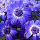 Exclusive 200 Purple Mix SWAN RIVER DAISY Brachyscome Iberidifolia Flower Seeds Exclusive 200 Purple Mix SWAN RIVER DAISY Brachyscome Iberidifolia Flower Seeds
