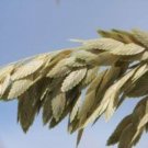 Premium 100 NORTHERN SEA OATS Grass Inland Chasmanthium Seeds