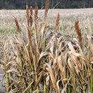 Limited Edition 100 DALE SORGHUM Bicolor Syrup Flour Grain Vegetable Seeds Limited Edition 100 DALE SORGHUM Bicolor Syrup Flour Grain Vegetable Seeds