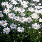 Best-Selling 1000 DWARF White SHASTA DAISY Chrysanthemum Maximum Flower Seeds