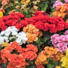 Top-Quality 10 MIXED DOUBLE BEGONIA Tuberosa Tuberous Begonia Red Pink + Shade Flower Seeds
