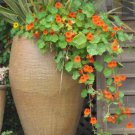 Top-Quality 50 Mixed Colors DWARF JEWEL NASTURTIUM Tropaeolum Minus Flower Seeds